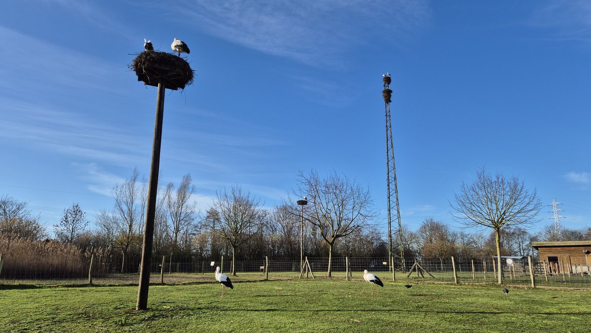 Van Hoorde Caroline tweet media
