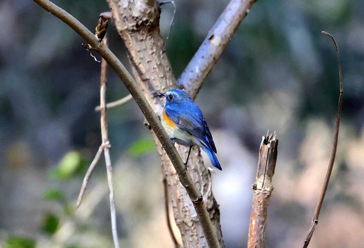 JohnsonSato's tweet photo. 本日も、野鳥撮影に行ってきました。
#ルリビタキ
#eosr7 https://t.co/GqPfcU5E6J