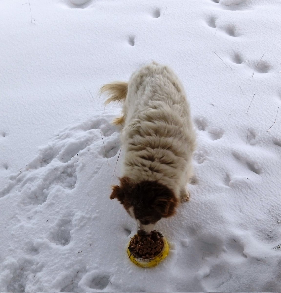 ❗️БУДЬ ЛАСКА: ЛАЙК/РЕТВІТ! 

Я втретє пишу пост, бо його не бачать: прошу про взаємодію. Я годую вуличних тварин щодня. Зараз на вулиці сильний холод, сніг і крига. Тваринам важко виживати в таку погоду.Будь ласка, будь-яка допомога вітається:

send.monobank.ua/jar/8nRA15rHNt
Дякую!