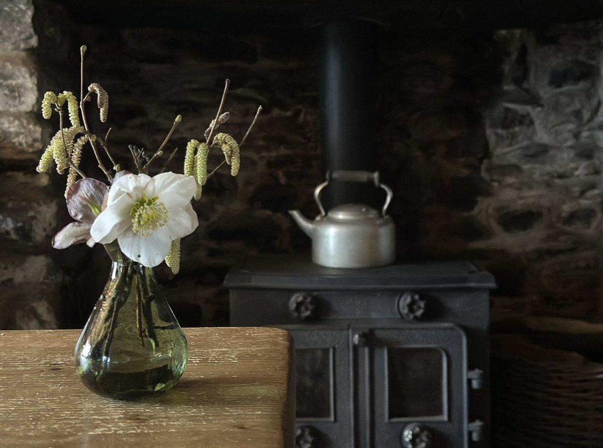Winter roses bloom and Hazel catkins in from the cold flower