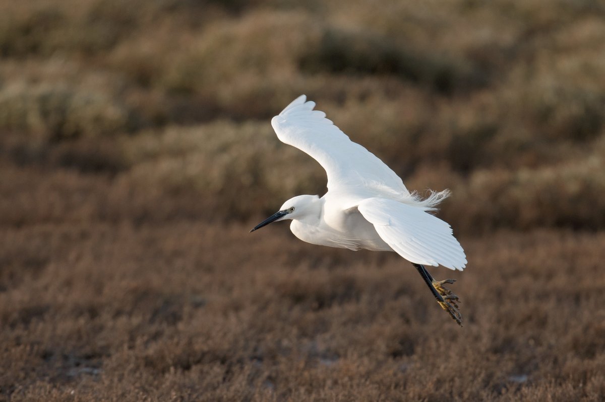 Bird-Watchers.com tweet media