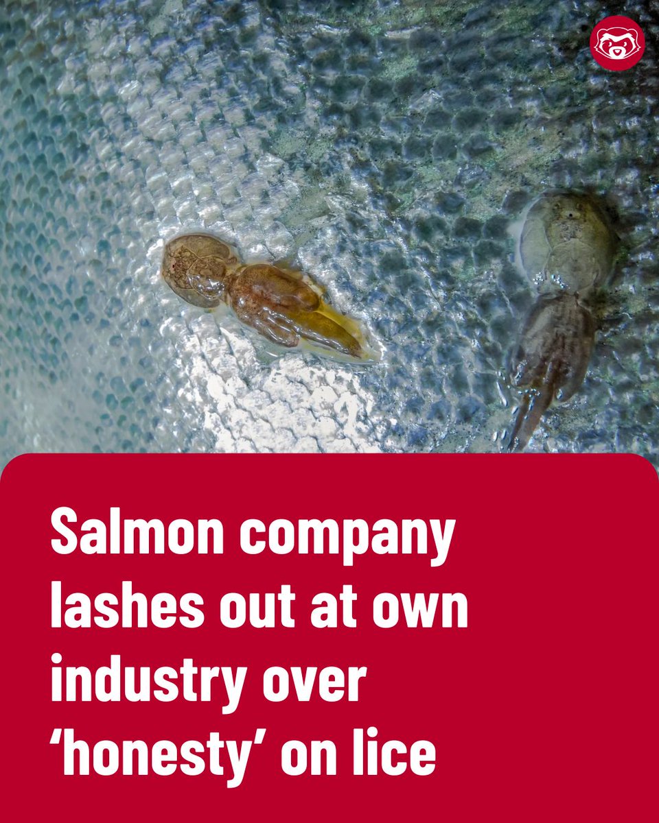 The Ferret tweet media