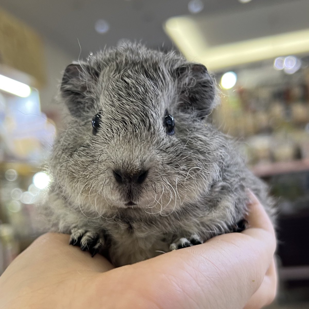 peponi_kasugai's tweet image. デディ君は1匹のみ！

⚫︎テディモルモット♂
2026年1月上旬頃生/台湾CB

ぬいぐるみみたいで可愛すぎ🧸🫧
最近かなり入荷少ない品種です…🥲
とっても人気なので気になる方はお早めにですよー！
【はっとり】
#テディモルモット
#ぺけっと春日井店