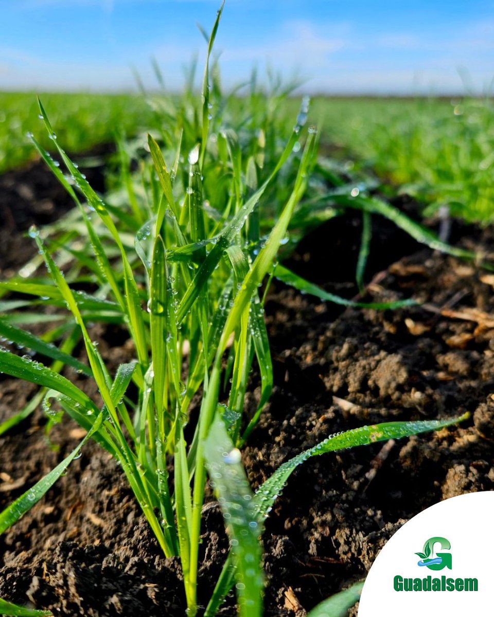 Guadalsem tweet media