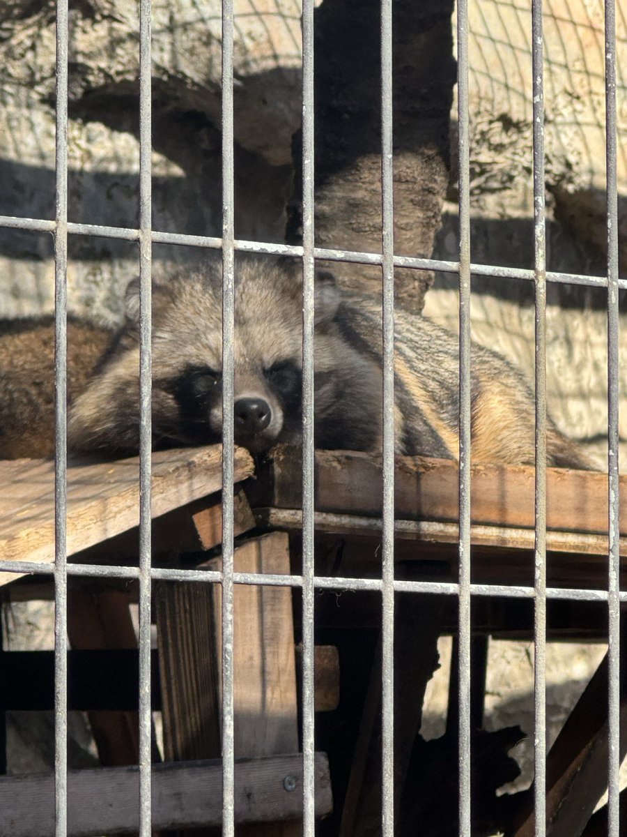 ac_sasae's tweet photo. ちょっと 溶けてる？？☺️

 #ホンドタヌキ
 #野毛山動物園
 #ヒフミ https://t.co/3MFXyjKx2H
