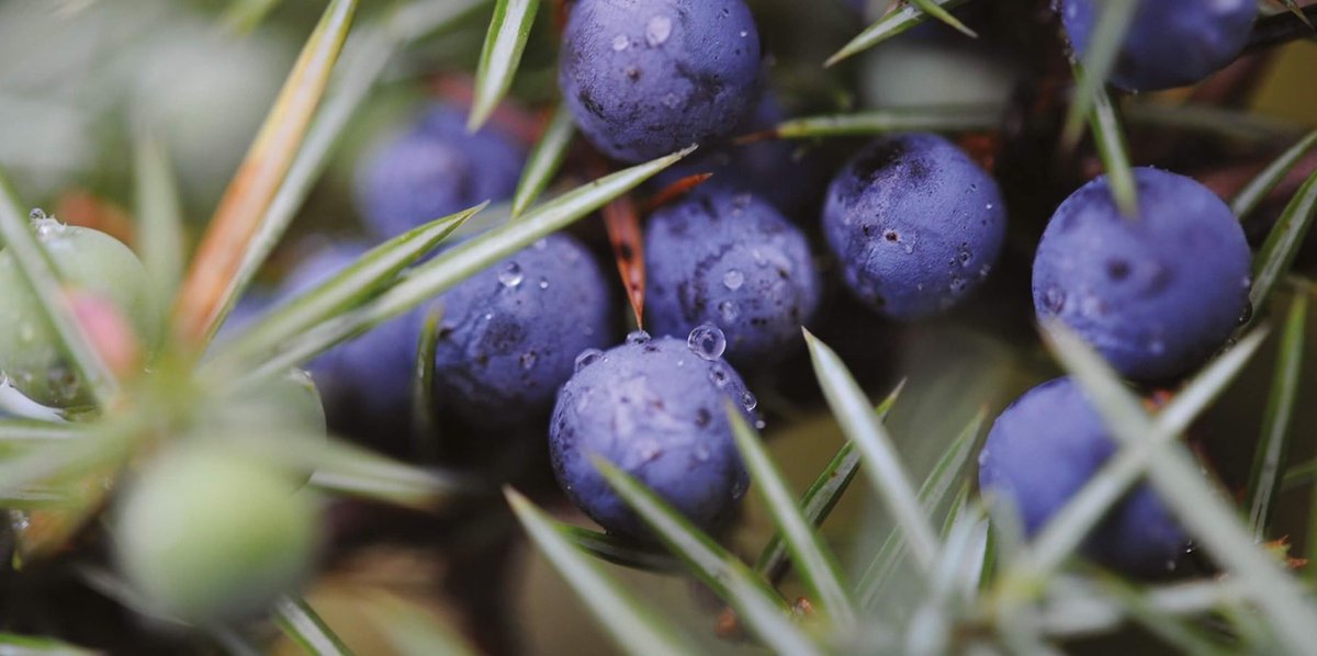 BombayJapan's tweet image. 新しいキャンペーンテーマ
 
Step into the blue。
踏み出そう、美しい青の極みへ。
 
ボンベイ・サファイアの特徴は、
世界中から選ばれた10種のボタニカル。
 
上質な原材料にこだわり続けているからこそ、深い香りと味わいを生み出すことができています！

#BOMBAYSAPPHIRE  #ボンベイサファイア