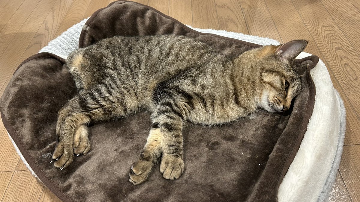 guripuru's tweet photo. ぐりくん、そろそろお別れです。
もう動けず、口の中は血だらけ
意識も朦朧、今夜か明日かな……
頑張ったね
朝、お仕事から帰ってくるまでは死ぬなよ！って伝えたからね

#猫好きさんと繋がりたい  #猫のいる暮らし #猫のいる生活 #キジトラ #腎不全末期 https://t.co/CxE4ywP0L5