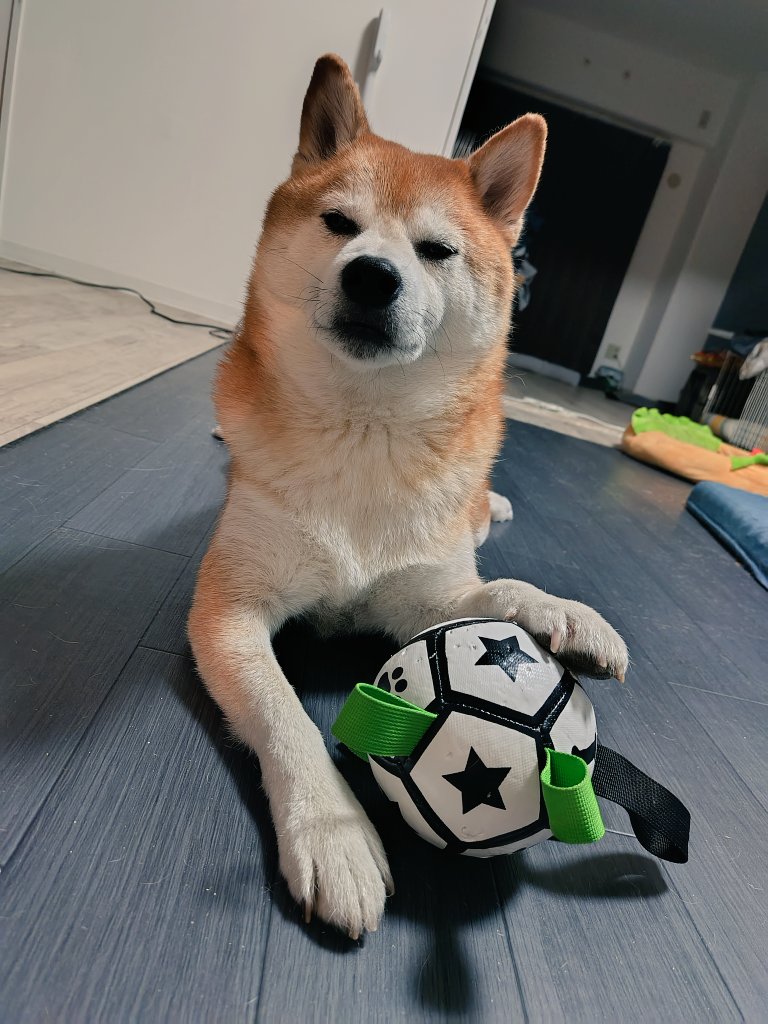 始めようか、最高のキックオフをよ… #DF #豆柴 #柴犬 #犬のいる暮らし