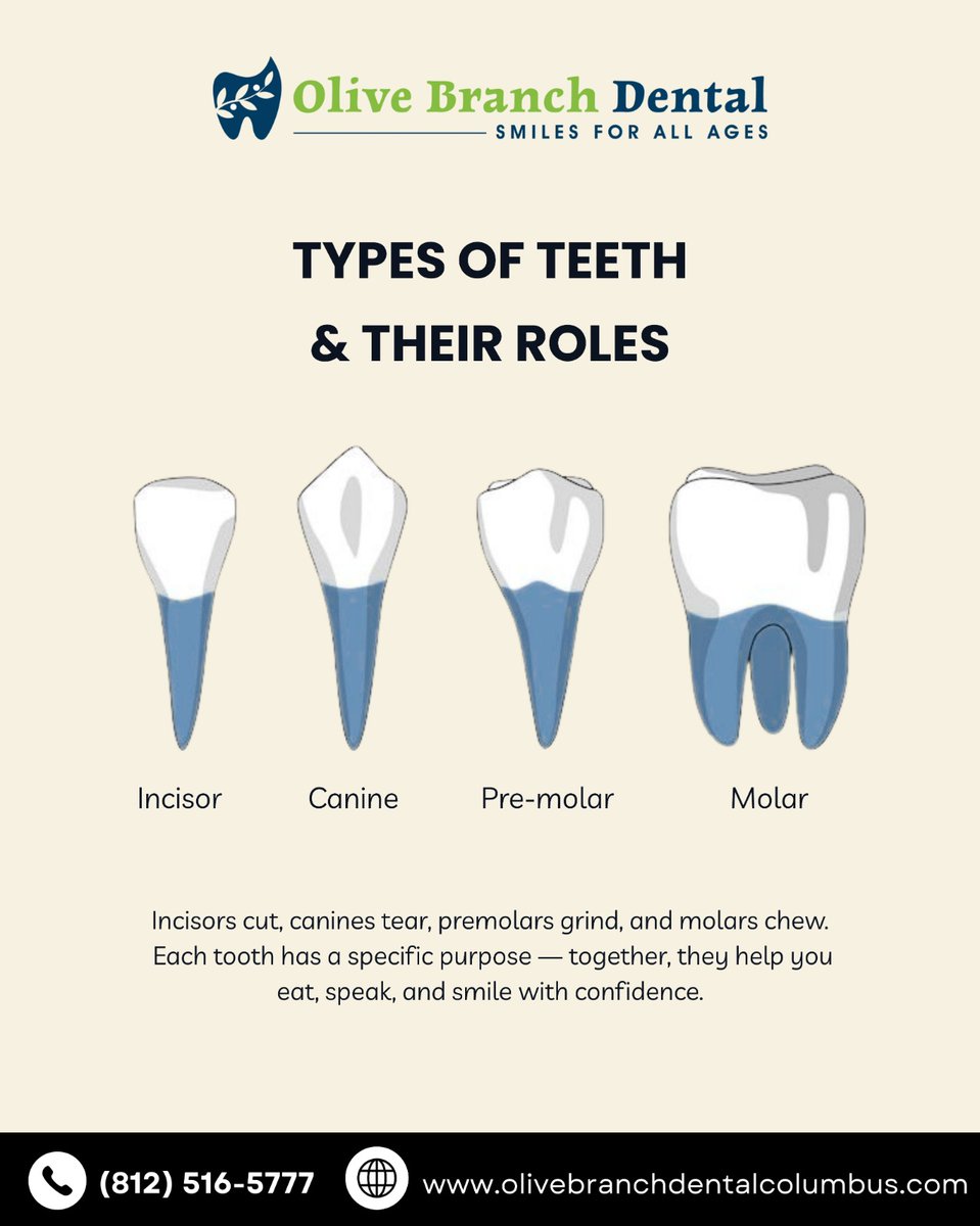 olive_bran15714's tweet image. 🦷 Every tooth has a purpose!

Incisors cut, canines tear, premolars grind &amp;amp; molars chew.

Together, they help you eat, speak &amp;amp; smile with confidence 😊

🌐 olivebranchdentalcolumbus.com

#DentalEducation #TypesOfTeeth #HealthySmiles #OliveBranchDental #OralHealth #FamilyDentistry