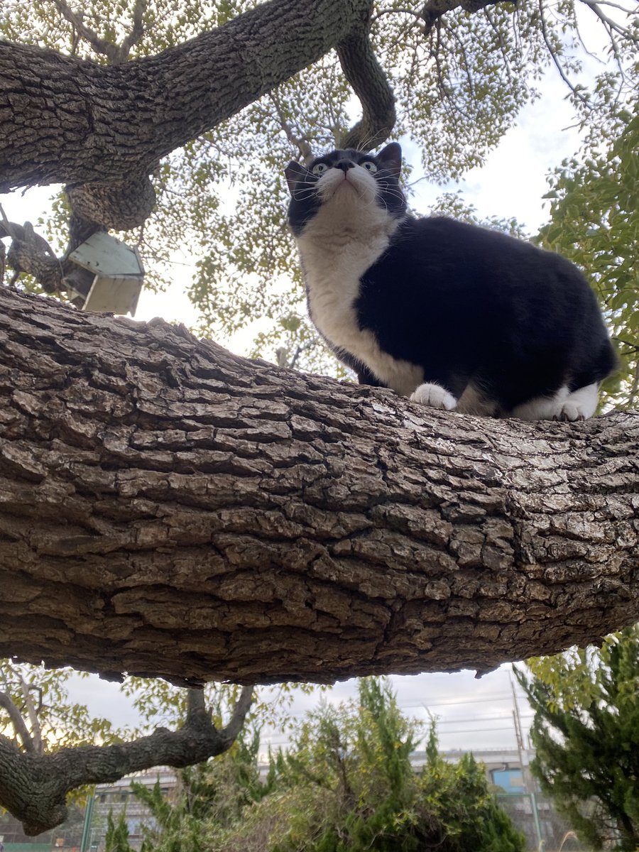 にゃん太郎 (@nyannyan__taro) / Posts / X