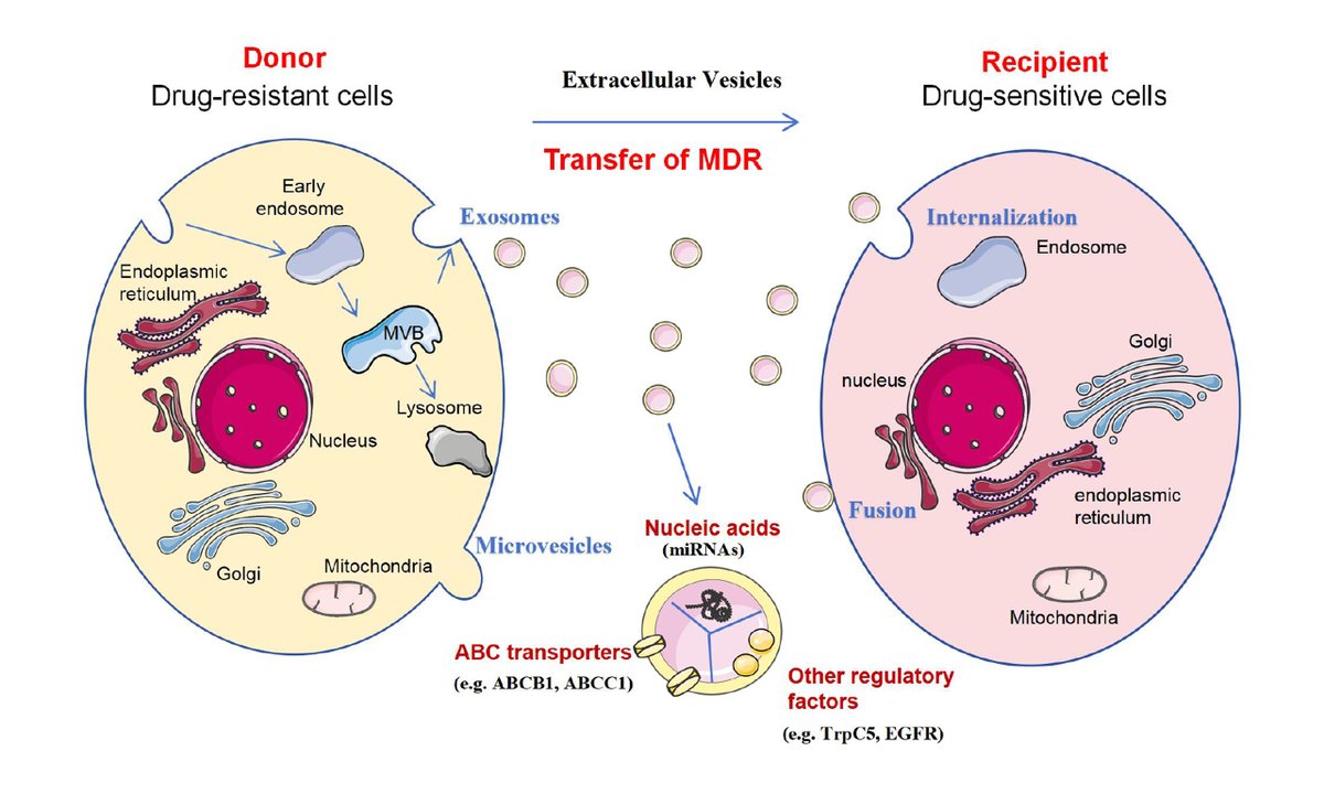 Cancer Drug Resistance tweet media