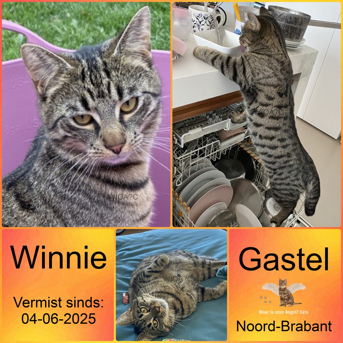 waarisonzeangel's tweet photo. Winnie #Vermist sinds 04-06-2025 te #Gastel #NoordBrabant #Nederland
https://t.co/piEbZDkJUI https://t.co/N7b4TpSPfv