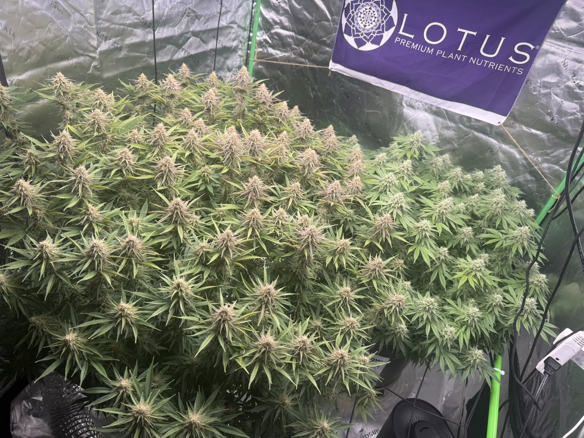 cptn nugz tweet media