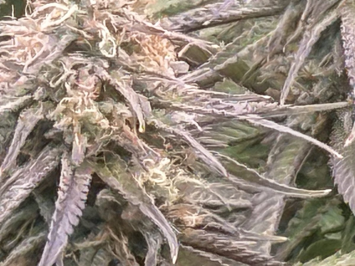 cptn nugz tweet media