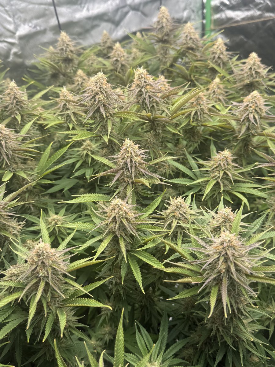 cptn nugz tweet media