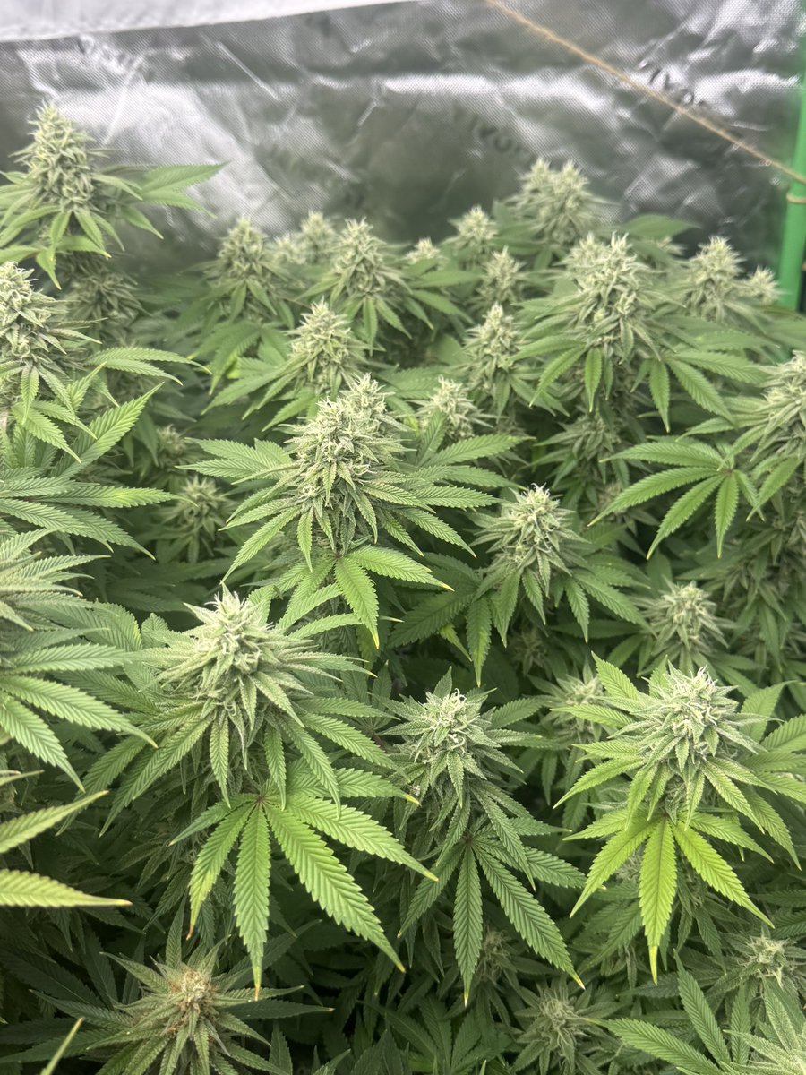 cptn nugz tweet media