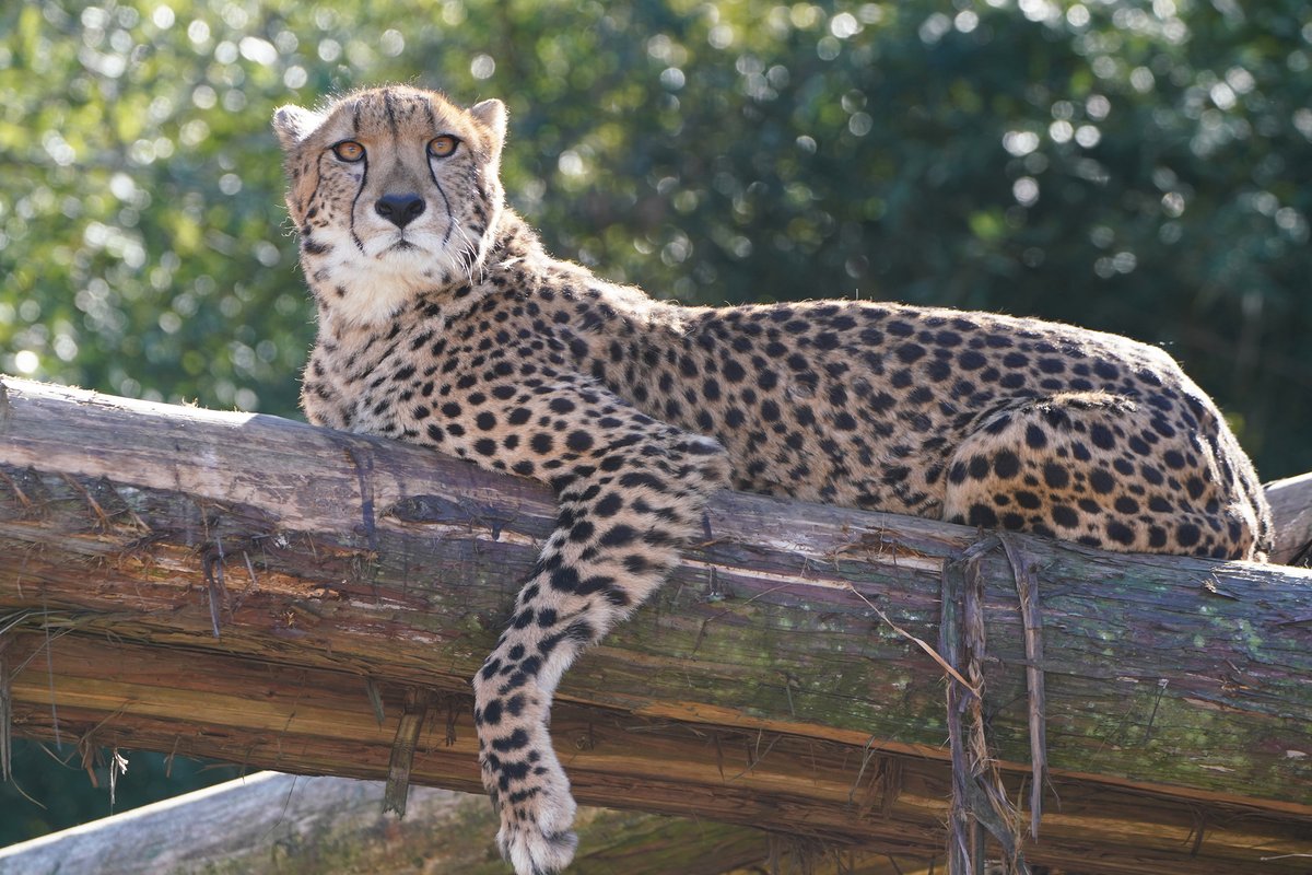 fuji_safari1980's tweet image. 丸太の上で、のんびり😌

チーターは、狩りをする際に獲物を探したり、ライオンやハイエナが近づいていないか等、周囲の様子を確認するために高い所に登ります。
当園でも木に登ることはありますが、こ～んな感じでリラックスしているのは珍しいですね🧐

#休園日の動物たち 
fujisafari.co.jp/?utm_source=tw…