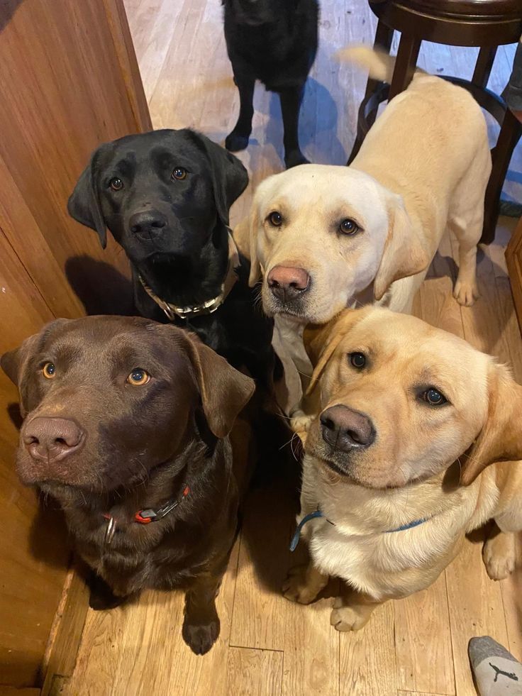 Dogs38778's tweet image. 