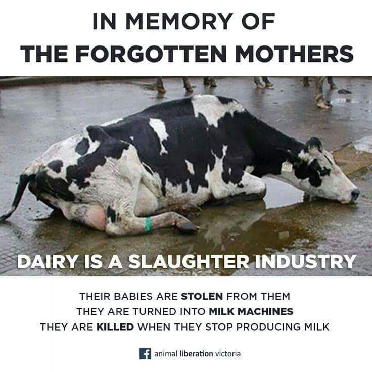 Dairy is a slaughter industry 🐄