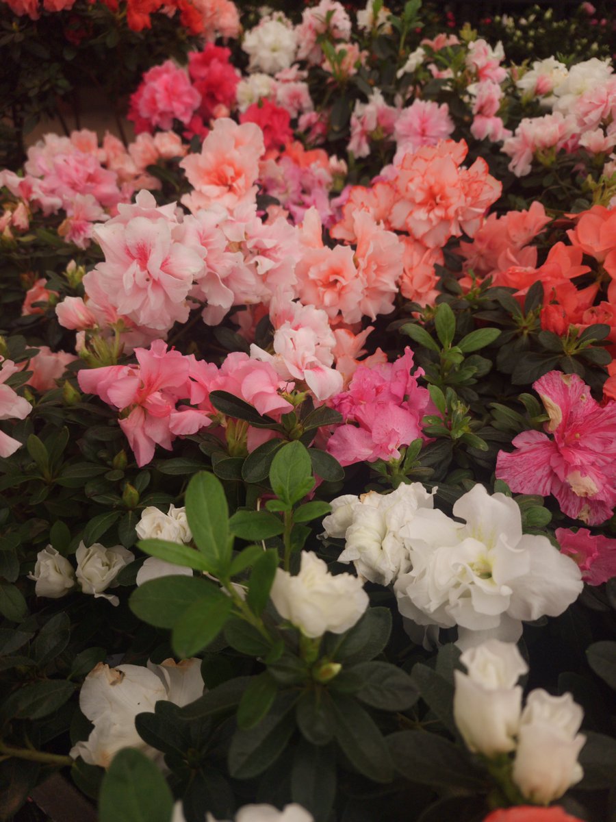 14RlSSA's tweet image. 14RlSSA out of twt