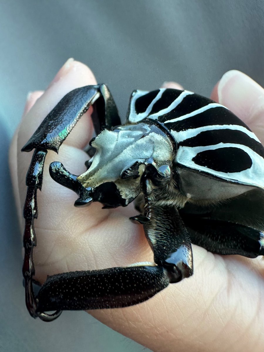 HuiSt's tweet photo. Whatever … aurafarm, my scarab https://t.co/nV1N7Z6KB4