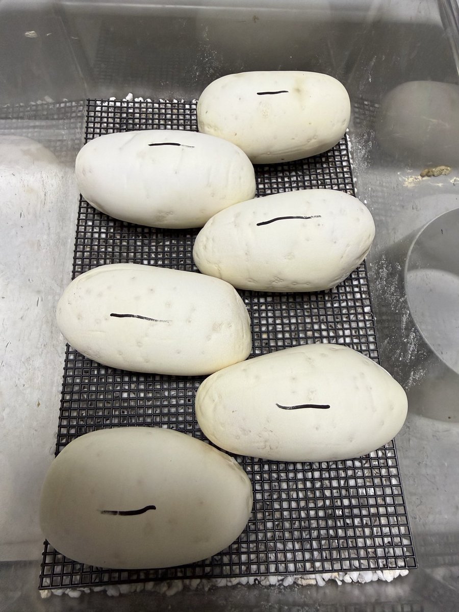 ヒグマ tweet media