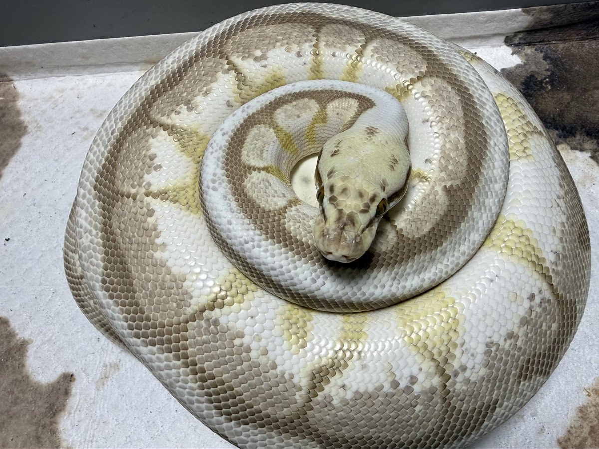 ヒグマ tweet media