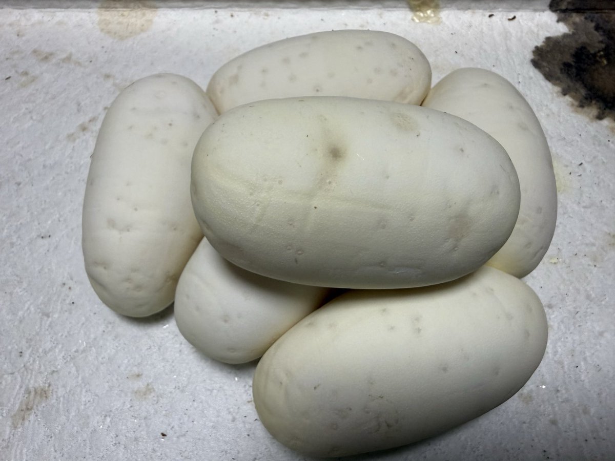 ヒグマ tweet media