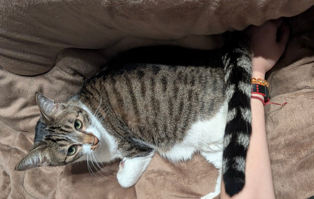 blue_noracat's tweet image. 飼い主の腕をしっぽ置き場として使えることに気づいて上手に乗せたﾈｺﾁｬﾝ  さすが賢いIQ180ある