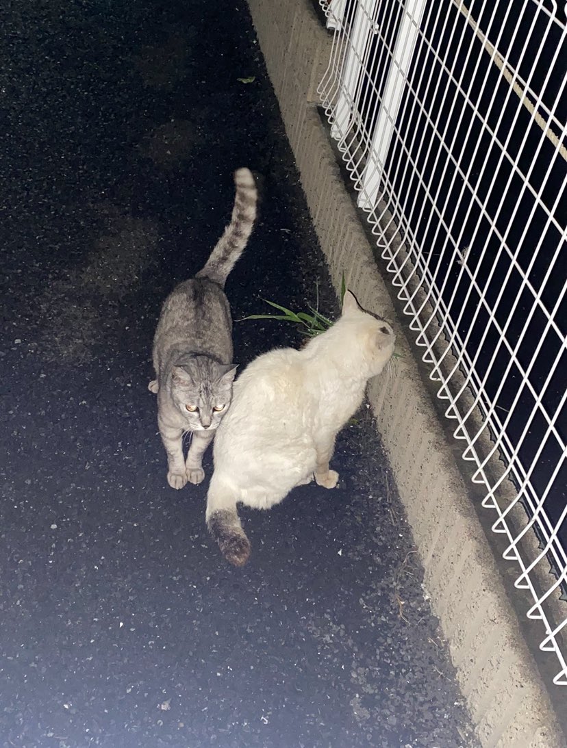 3月2日はAFTERSのワンマンライブに来て欲しい