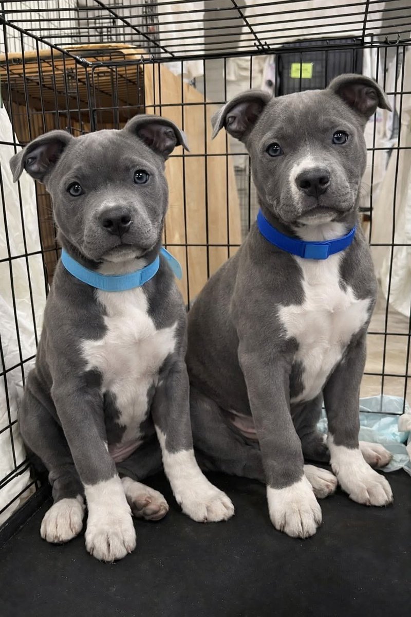 I went to the shelter just to drop off towels.

That’s it.

Old towels from my linen closet.

A fifteen-minute errand on my lunch break.

But then I heard them.

Not barking.

Not whining for attention.

Crying.

Two blue-gray pitbull puppies—maybe ten weeks old—curled up in a