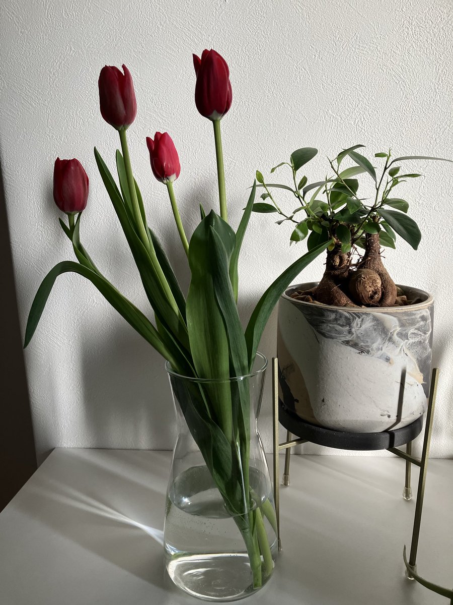 今日のタスク、全然おわってない！！

まだやるぞー！

明日やろうはバカやろうって言うからね！

急に忙しくなってきてアドレナリンがドバドバ🤯

先日購入したチューリップおいときます🌷癒されてください。