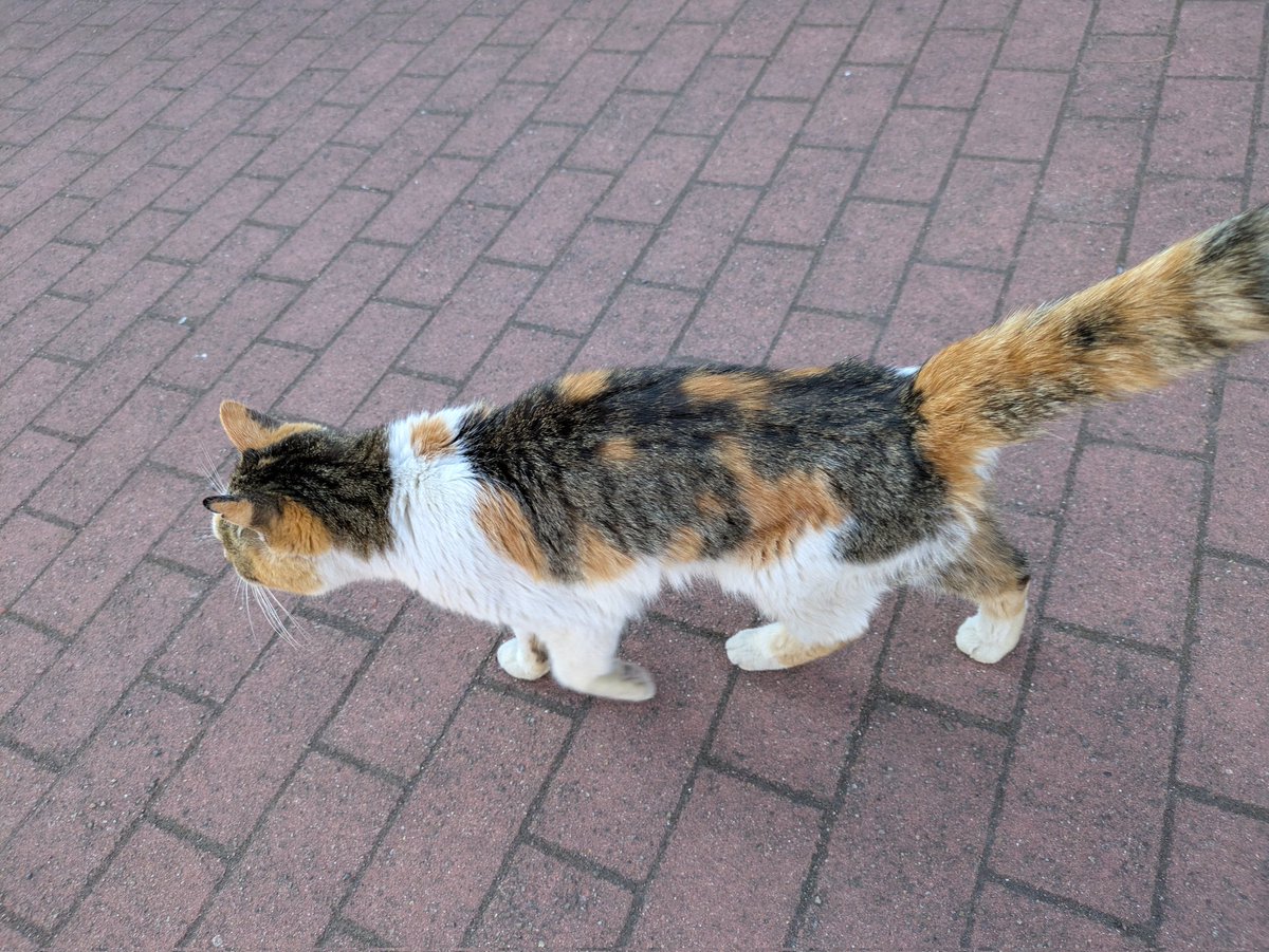 帰宅、これにて慰安一人旅行終了。なんやかんや結局移動で疲れるっていう。
(画像は霧島神宮にいたぬこ