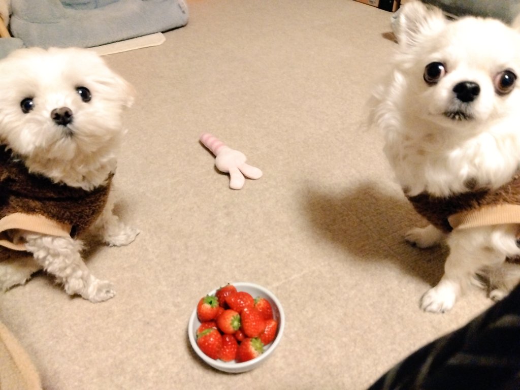 🍓🐶🍓🐶🍓