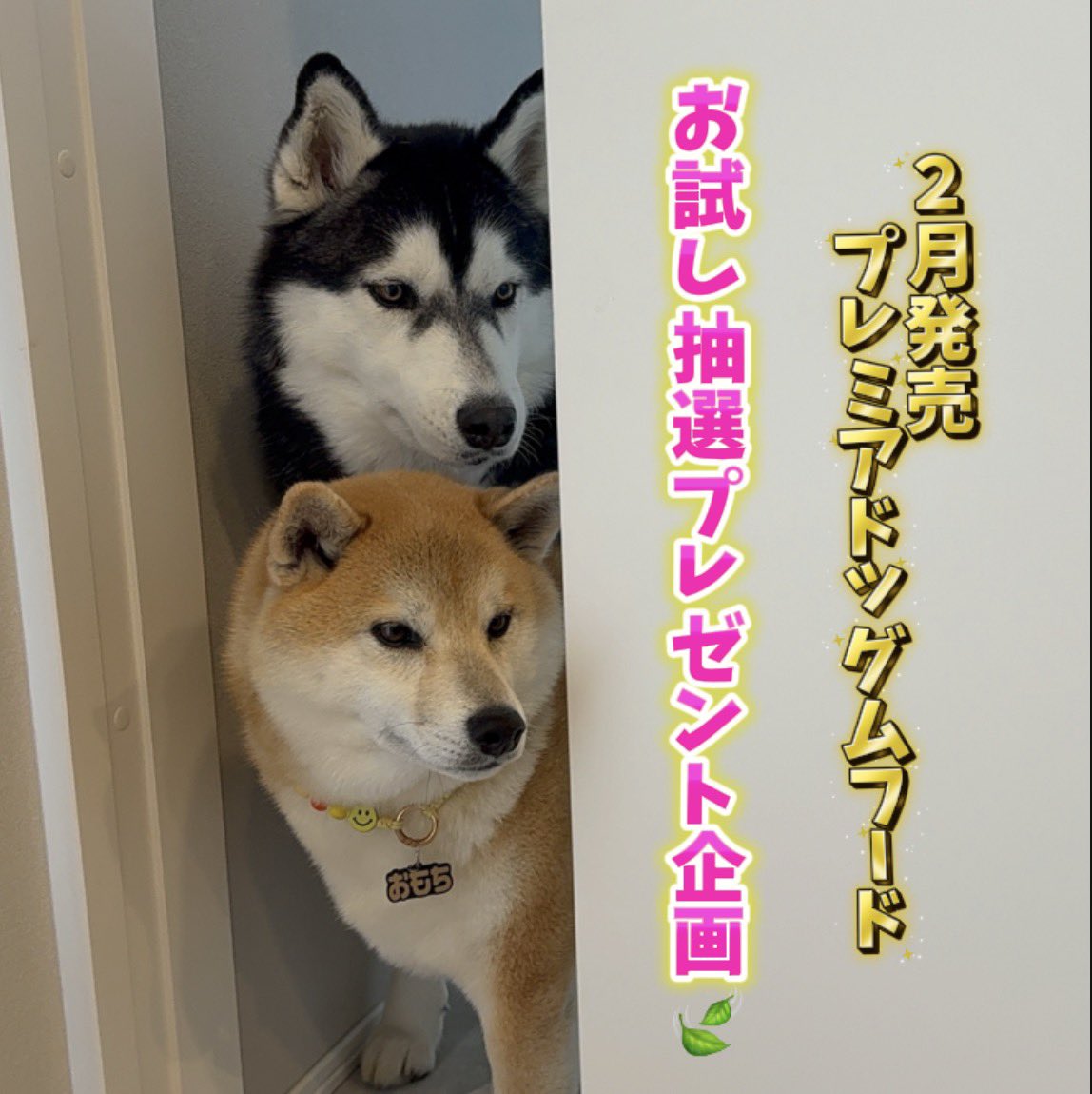 もちごめです。 もちごめ兄弟 (@mochigome810) / Posts / X