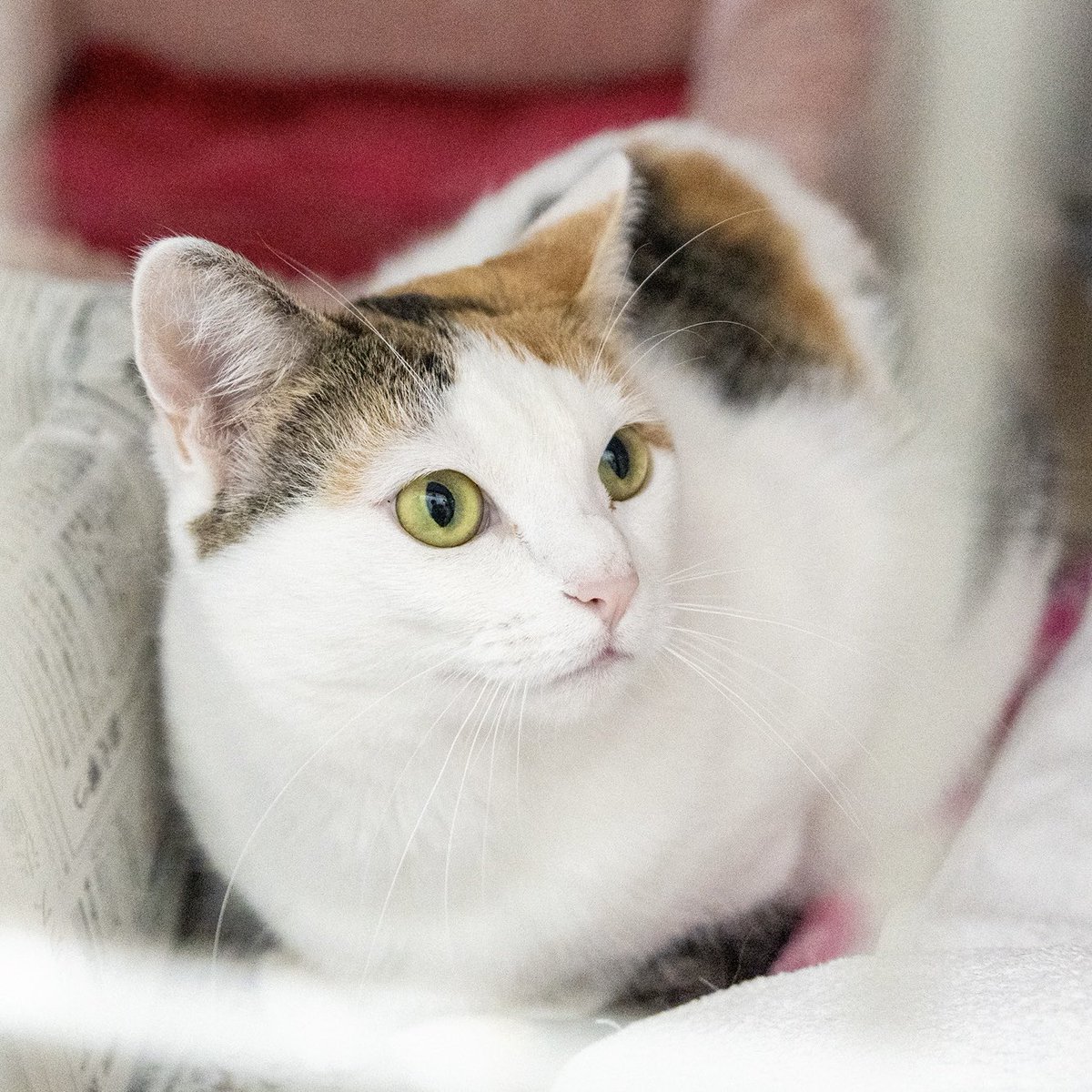 🐈里親会🐕

２月８日（日）１２時～１４時
施設にて里親会を開催します。

 神奈川県横浜市港北区篠原西町３３-27
公益財団法人 神奈川県動物愛護協会

是非保護動物に会いにいらしてください。
参加動物は、当日の体調で決めるため写真はイメージです。
詳しくはHPをご確認下さい。