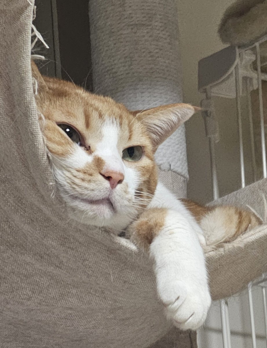 cats_ararnr's tweet photo. いろんな顔してくれておもろい猫 https://t.co/6trhEJgdC1