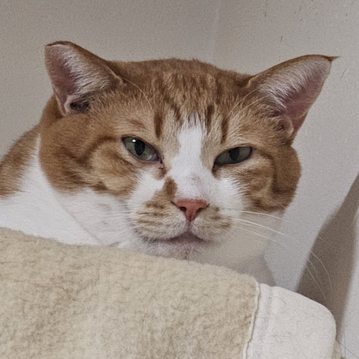 cats_ararnr's tweet photo. いろんな顔してくれておもろい猫 https://t.co/6trhEJgdC1