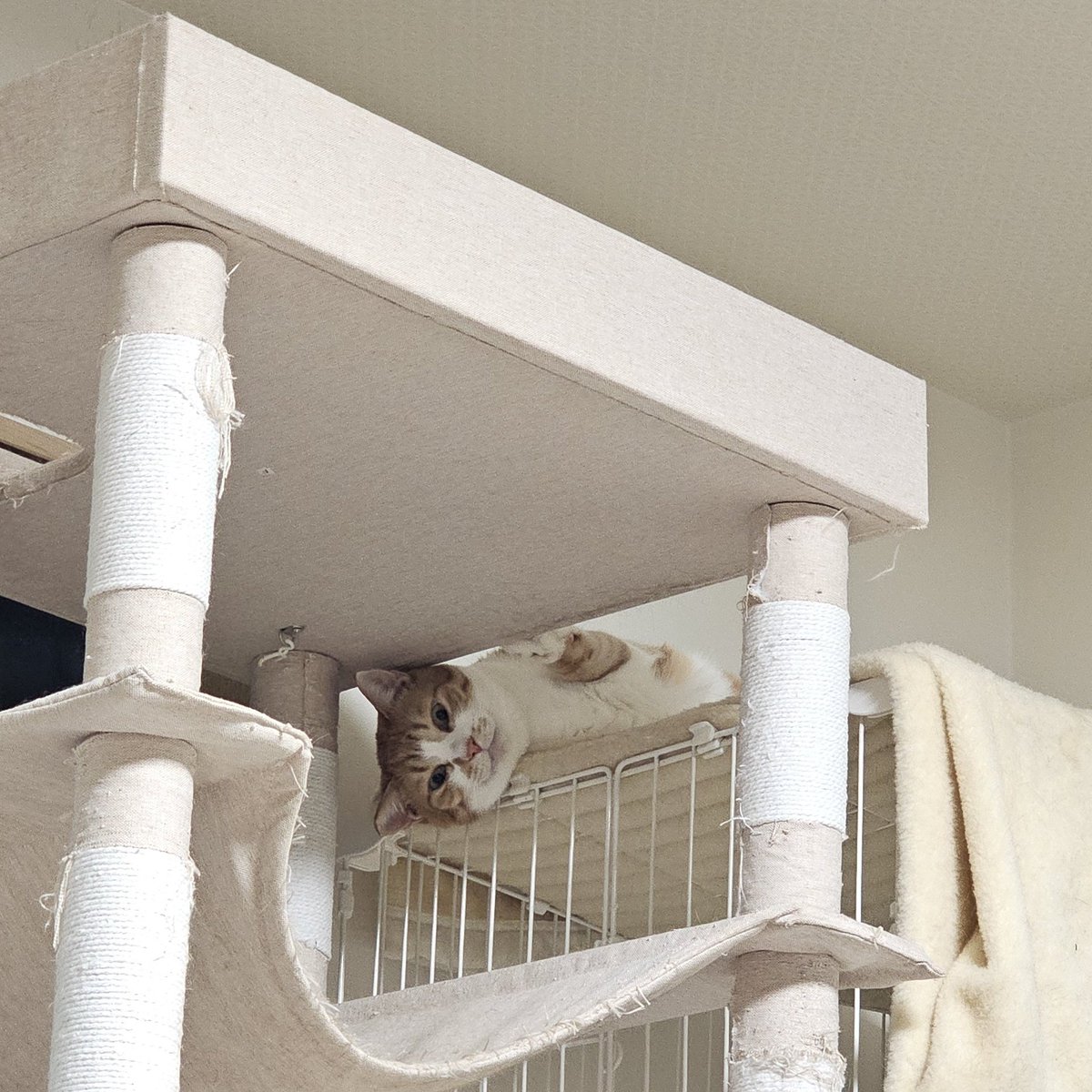 cats_ararnr's tweet photo. いろんな顔してくれておもろい猫 https://t.co/6trhEJgdC1