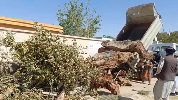 طالبان درختان جنگل کهنه خانه در تخار را قطع کردند