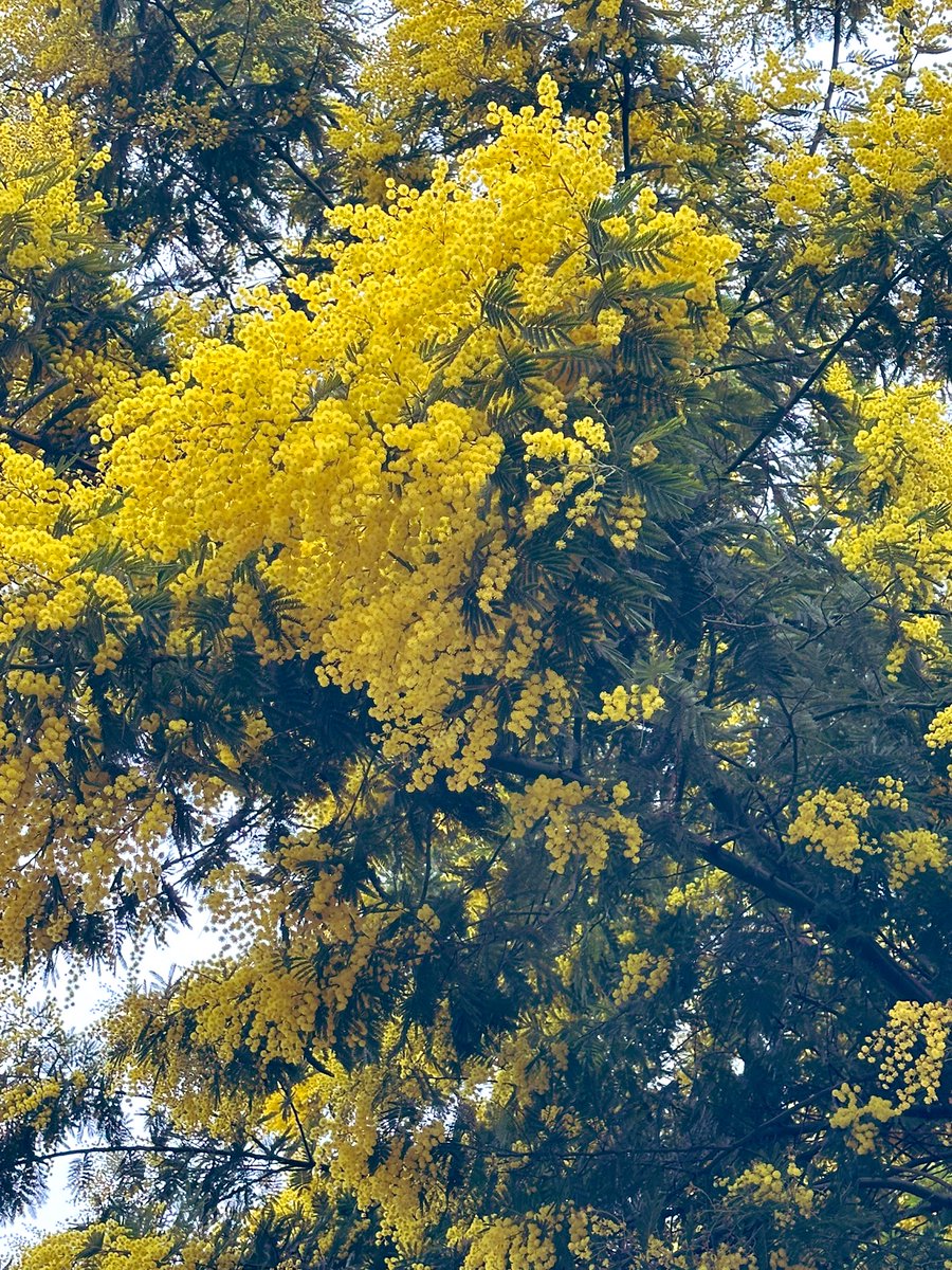 kixtupou's tweet photo. Le mimosa, messager du printemps💛

空を見上げるとミモザが春の訪れを教えてくれるボルドー。長い土用が明けました。ようやく２０２６年が始まります。めでたい💛 https://t.co/nTb5dBqwyd