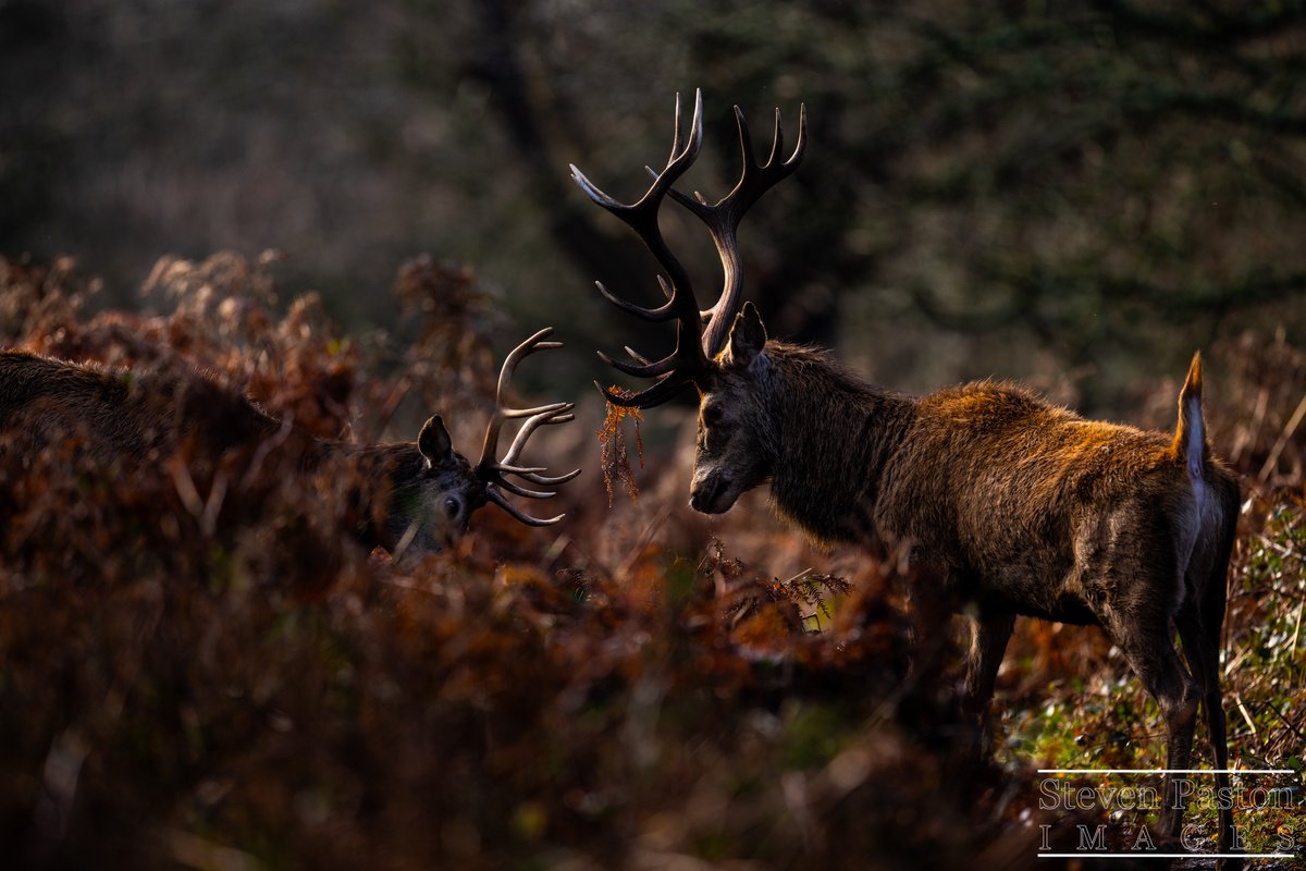 steven paston tweet media