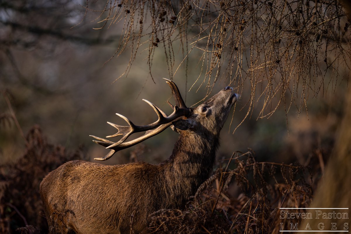 steven paston tweet media