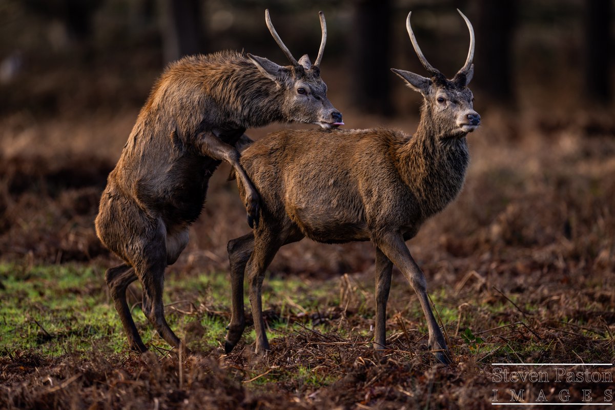 steven paston tweet media