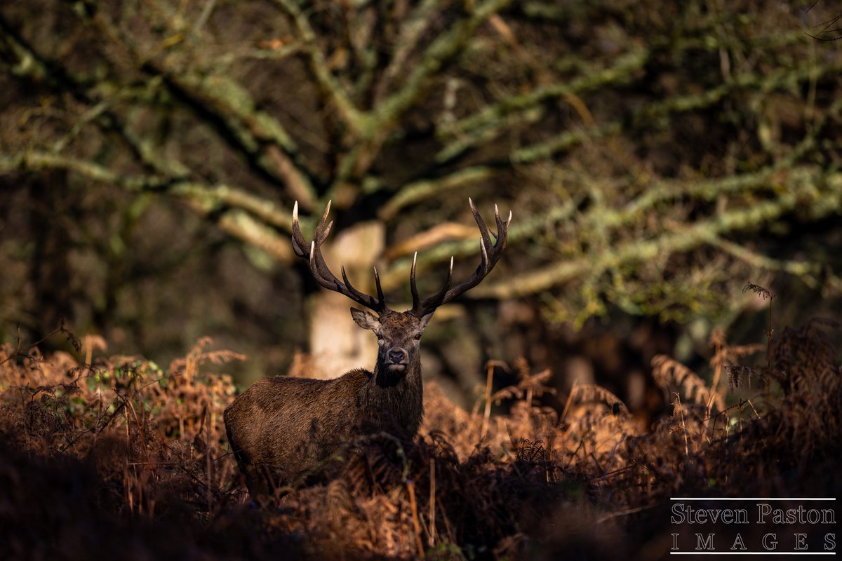 steven paston tweet media