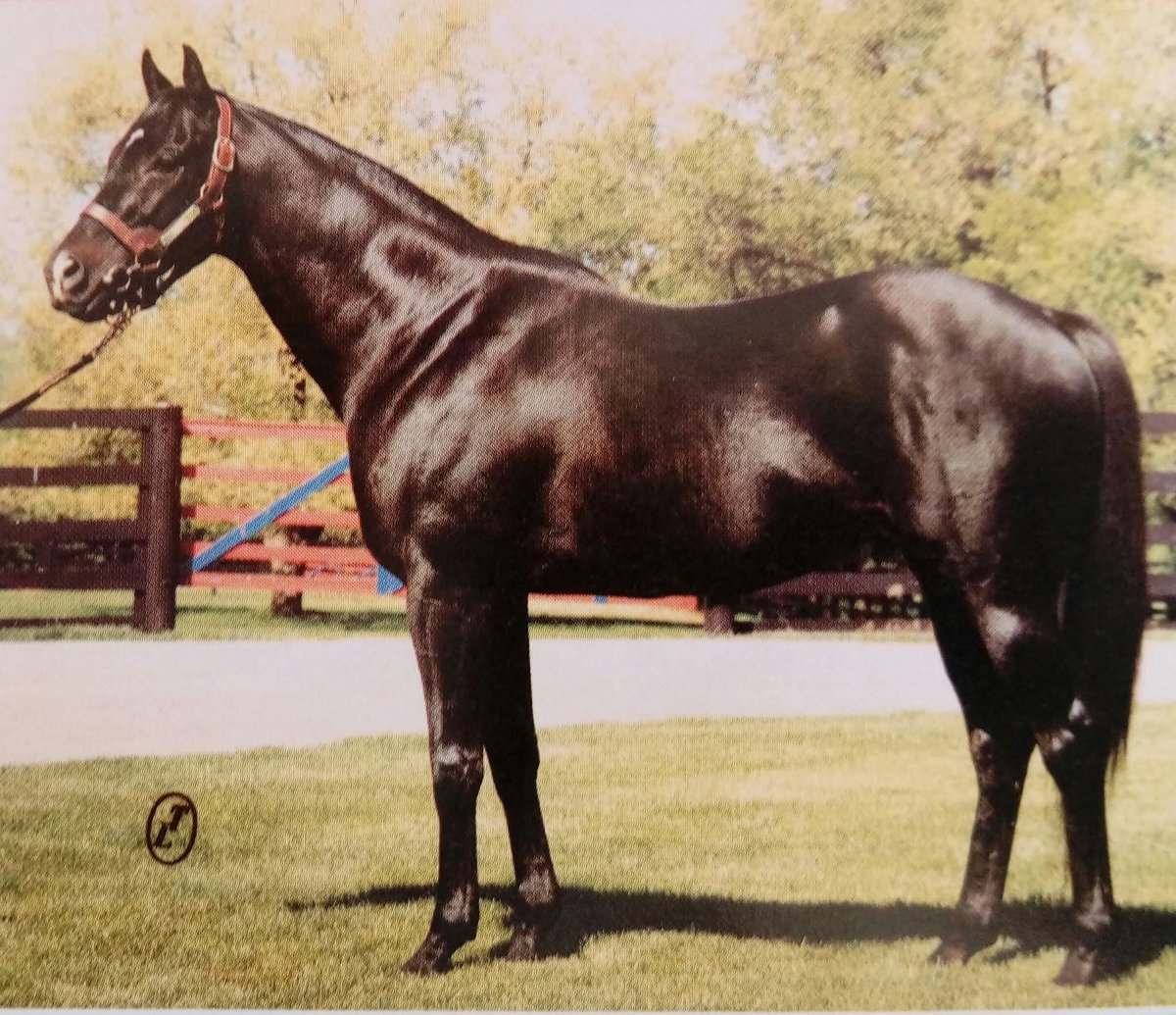 HORSERACING1002's tweet photo. J O TOBIN ๐บ๐ธ1974
(NEVER BEND - HILL SHADE BY HILLARY)
#JOTobin https://t.co/j8V1HGXmBt