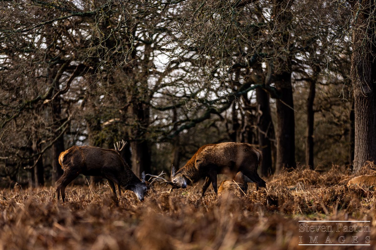 steven paston tweet media