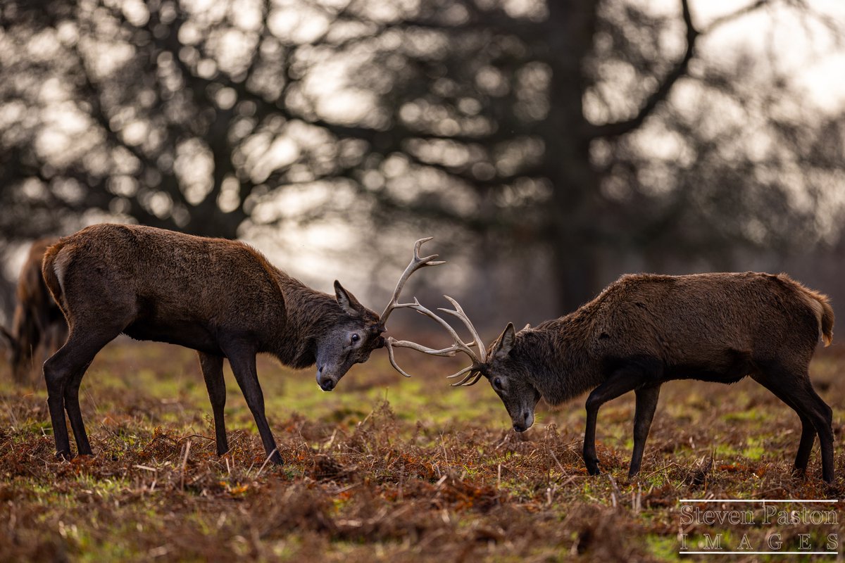 steven paston tweet media