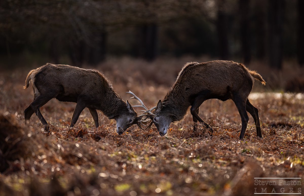 steven paston tweet media