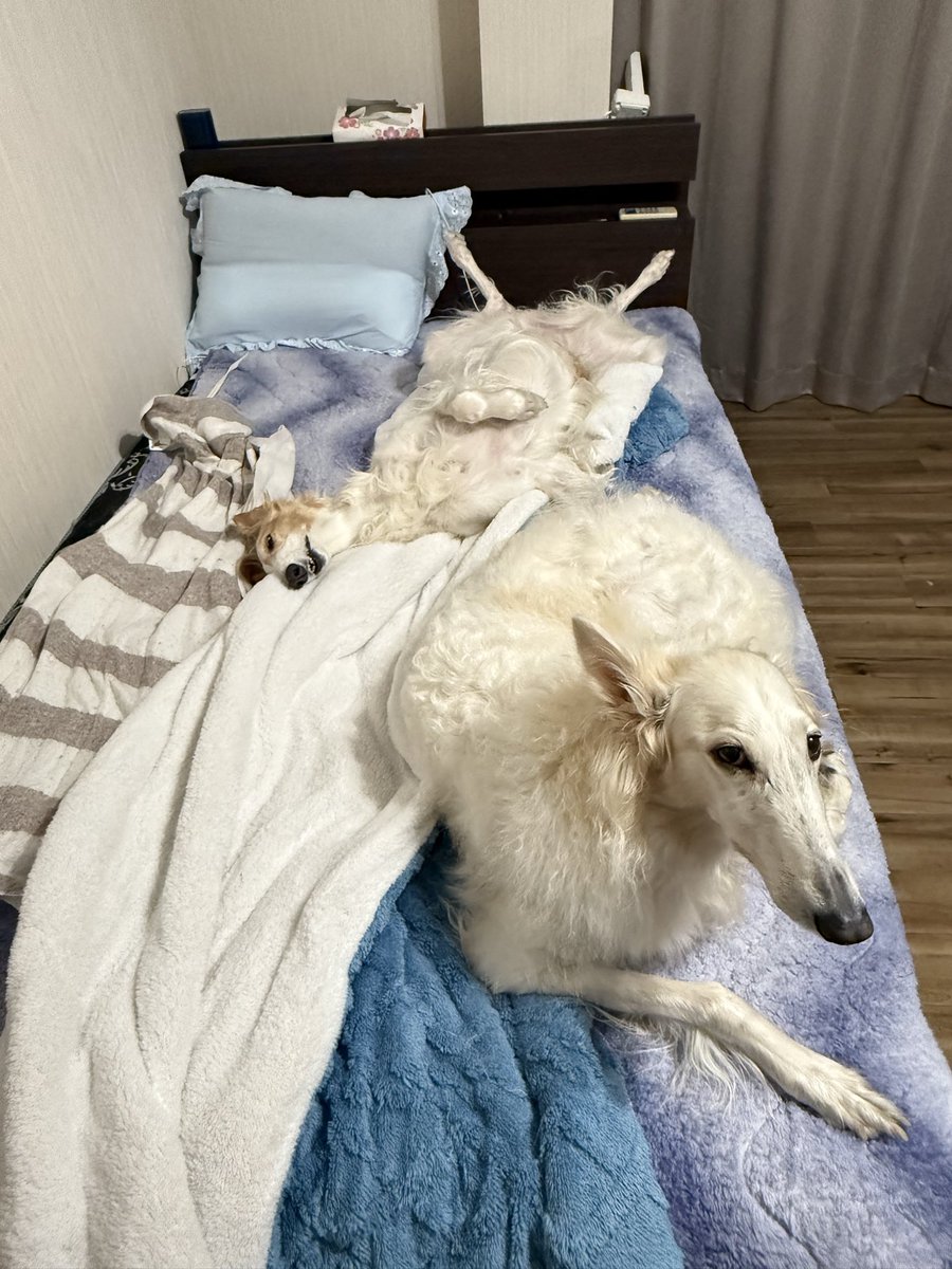 今日の主の寝床